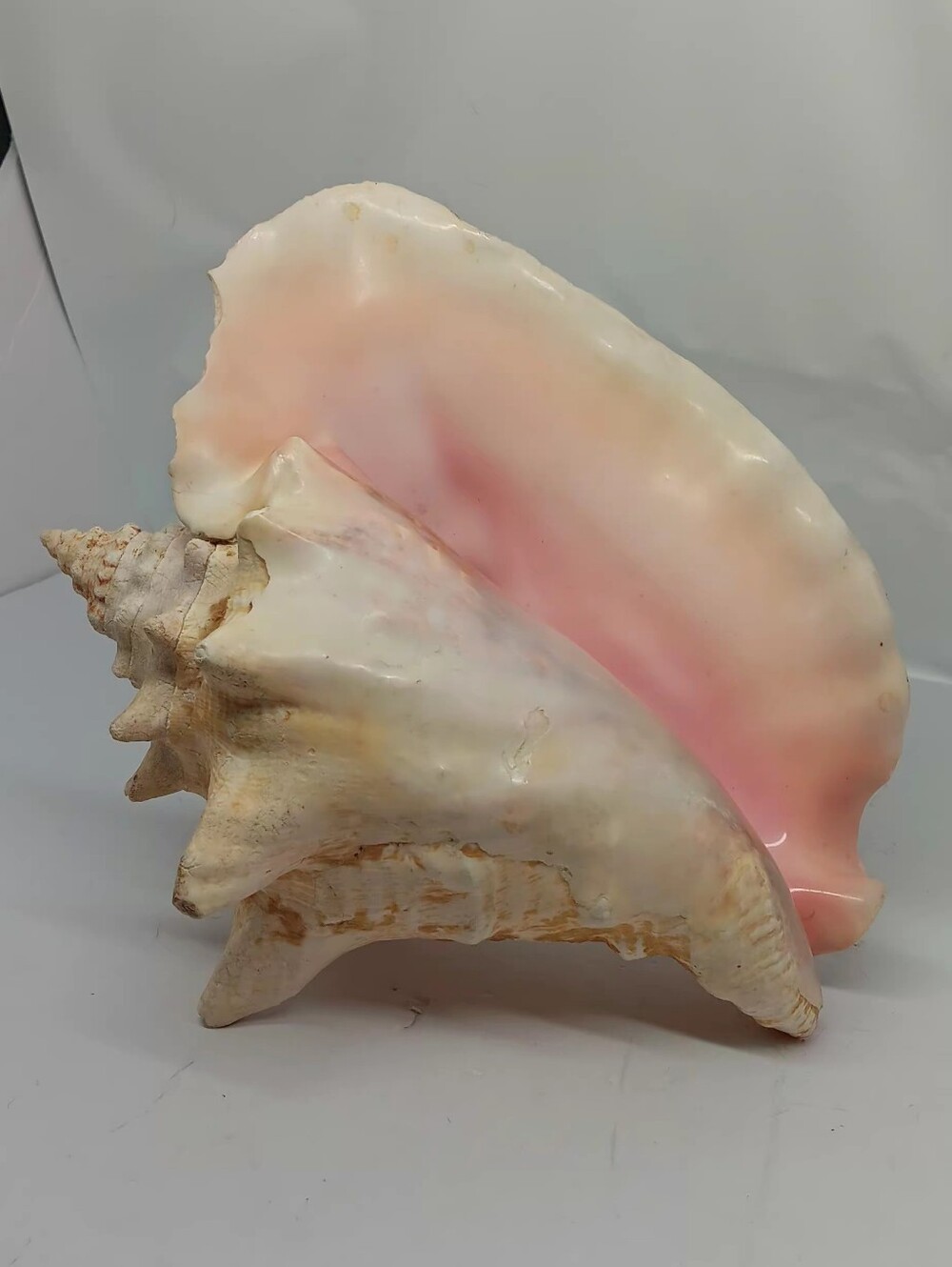 Natural Pink and Cream Conch Shell Decorative Accent